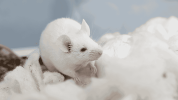 LAS Blog - Advancing Vivarium Care - Mouse