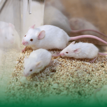 LAS Blog - Laboratory mice