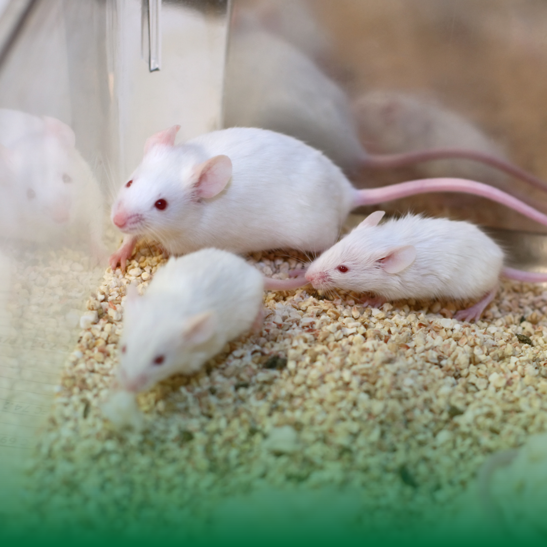 Three white mice in a clear rodent container