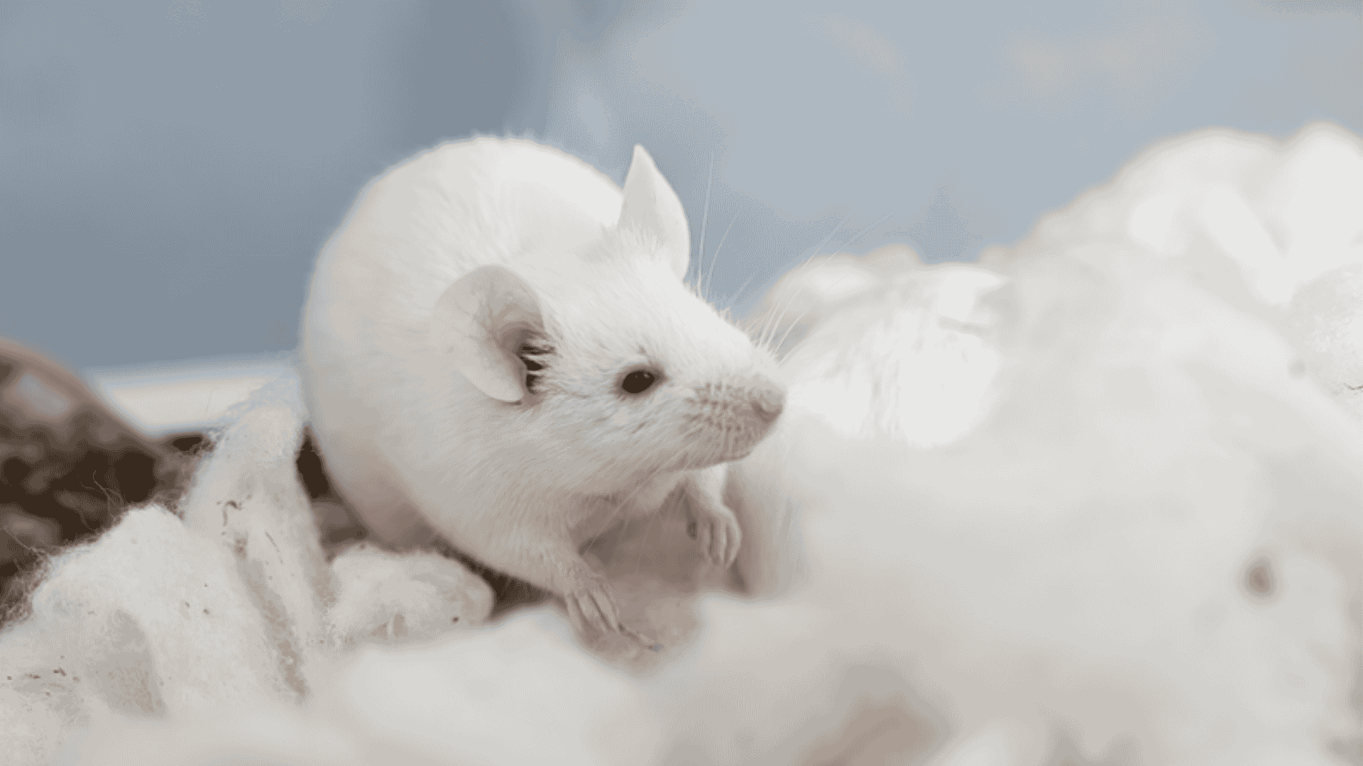 PRO Blog - Enrichment importance